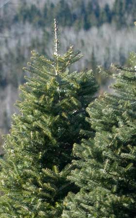 Fir Trees