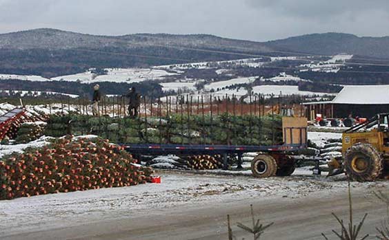 Wholesale Tree shipment