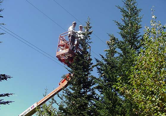 Picking cones