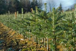 Seedlings