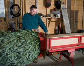 Packing Trees for shipment