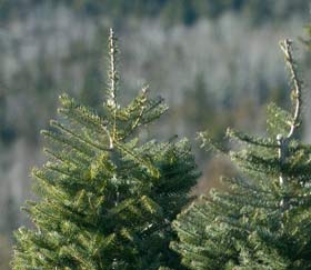 Fir Trees