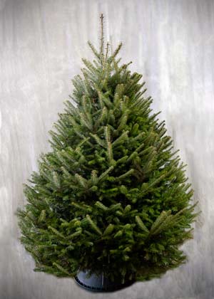 Balsam Fir