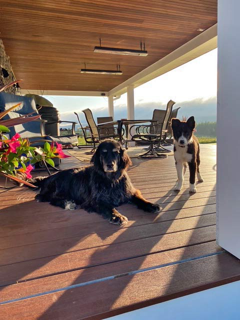 Beau and Rex