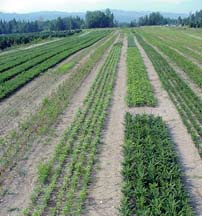 Current transplant beds