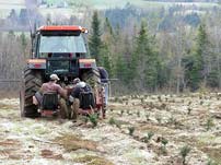 Field planting process