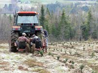 Field planting process