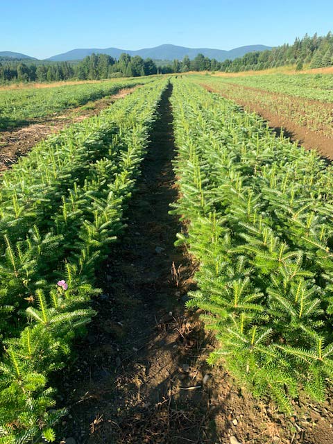 Christmas Tree Nursery