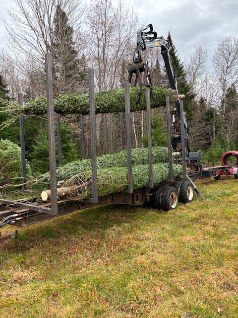 Shippimg Christmas Trees