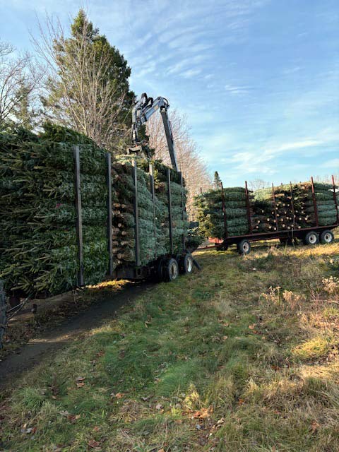 Shippimg Christmas Trees