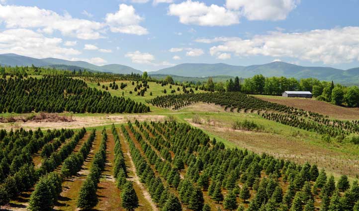 Tree Farm