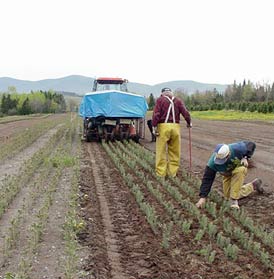 Transplanting Trees