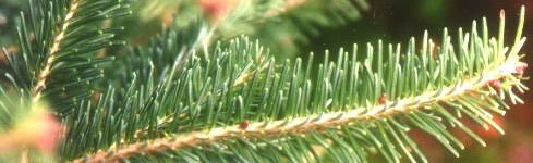 Balsam Fir Boughs