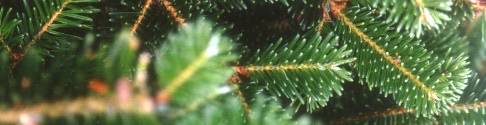 Fraser Fir Boughs