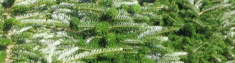 Korean Fir